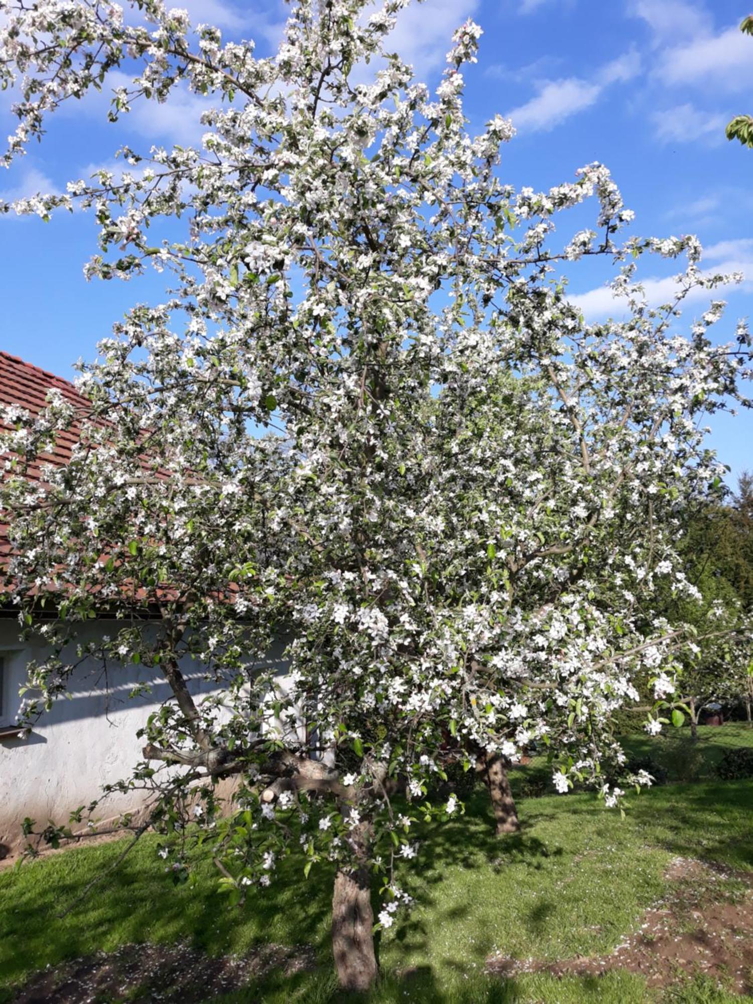 Agroturystyka Nad Strumykiem Лесьна Экстерьер фото